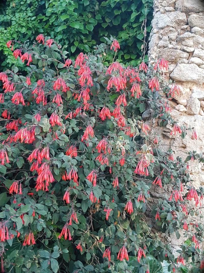 Flowery Tropea Apartment Exterior foto